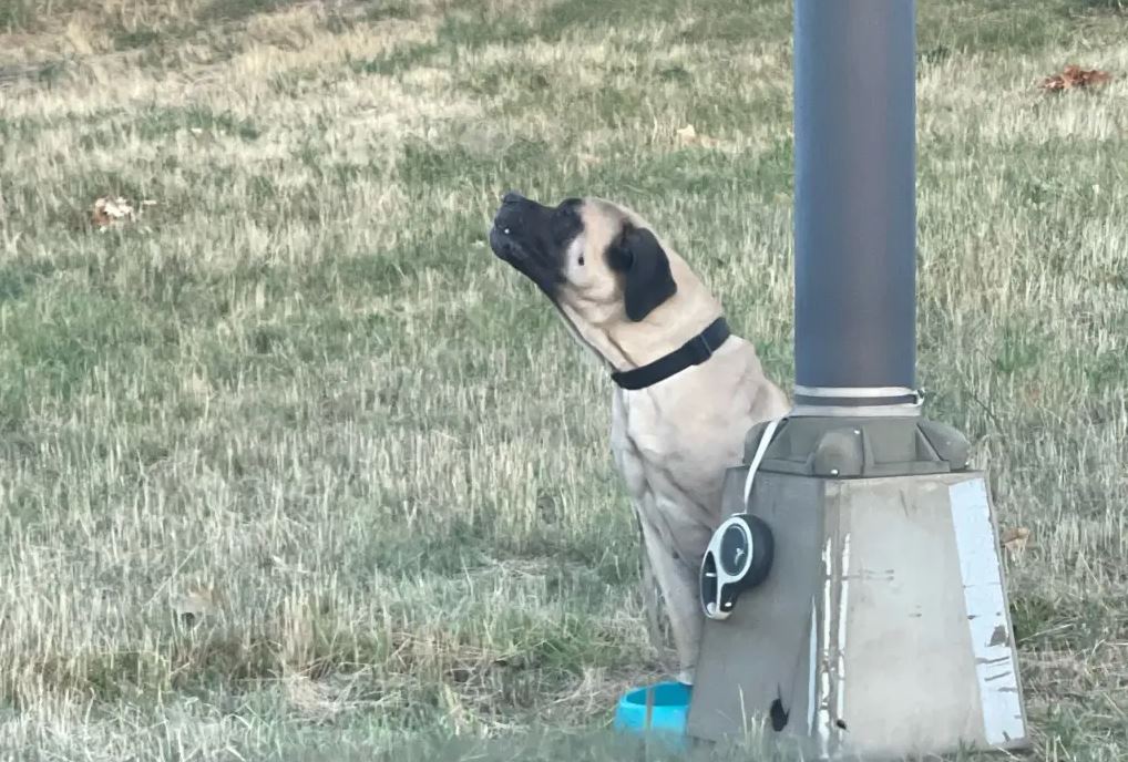 Εγκατέλειψαν σκύλο δίπλα σε αυτοκινητόδρομο – Τον έδεσαν σε κολόνα με ένα σημείωμα δίπλα του