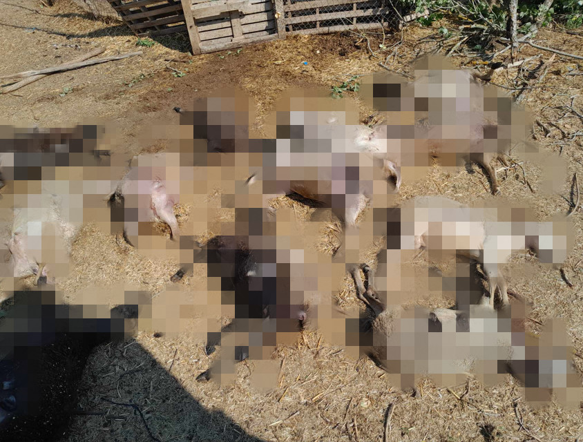 Σουφλί: Κεραυνός «έκοψε» στα δύο δέντρο – Έπεσε και σκότωσε ακαριαία 15 πρόβατα