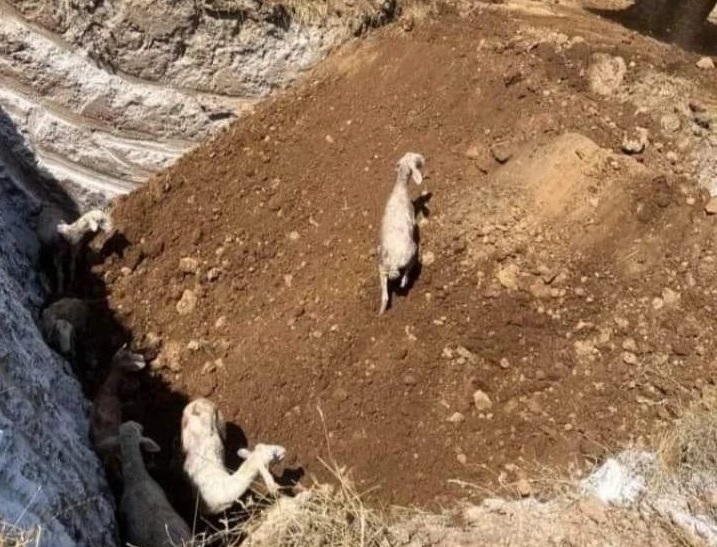 Τρίκαλα: Έθαψαν ζωντανά πρόβατα που νοσούσαν από πανώλη