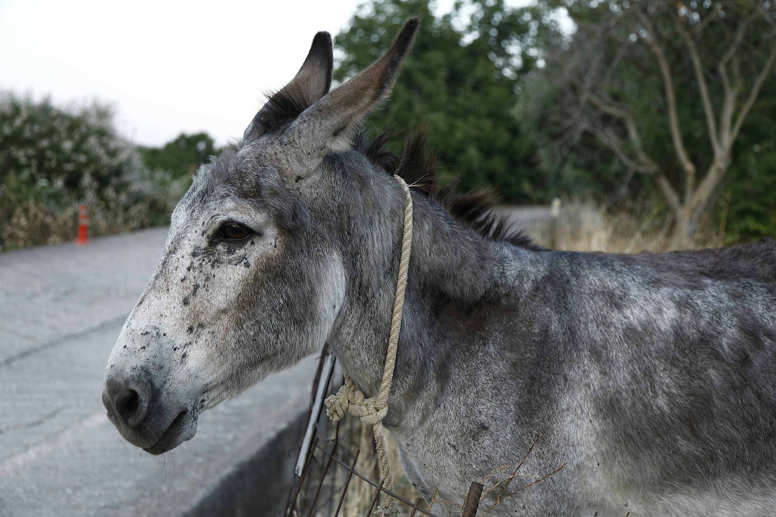 Σκόπελος: Μουλάρι επιτέθηκε σε 34χρονο και τον χτύπησε στο κεφάλι