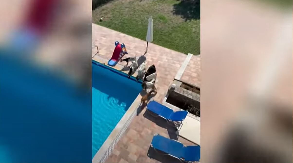 Κρήτη: Κατσίκες… δίψασαν και μπήκαν σε σπίτι για να πιουν νερό από την πισίνα – ΒΙΝΤΕΟ