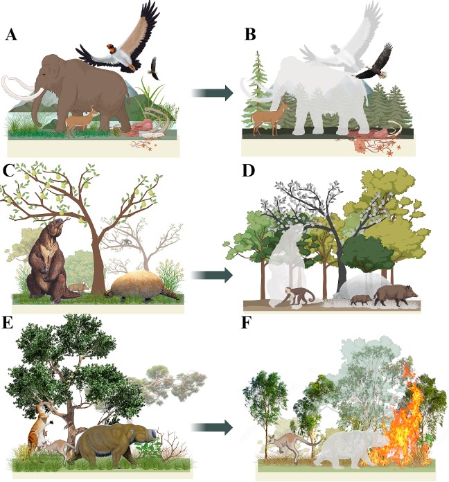 Πιθανές επιπτώσεις της εξαφάνισης της μεγαπανίδας στα οικοσυστήματα. Εκτός από τη μείωση της βιομάζας της πανίδας, την απώλεια της ετερογένειας της βλάστησης και τη μείωση της τροφικής πολυπλοκότητας σε όλους τους βιοτόπους, οι εξαφανίσεις της μεγαπανίδας μπορούν επίσης να συνδεθούν με τη σύγχρονη λειτουργία των οικοσυστημάτων. Εδώ, τρεις πιθανές περιπτώσεις, οι οποίες υποστηρίζονται από τη βιβλιογραφία. (Α) Σε ολόκληρη την Αμερική, τα μεγάλα κουφάρια από την υψηλή αφθονία των προβοσκιδωτών και άλλων μεγαλοπανίδων υποστήριζαν μεγάλα πτωματοφάγα ζώα . (Β) Η εξαφάνιση της μεγαπανίδας μπορεί να συνδεθεί με εξαφανίσεις και εξαφανίσεις μεγάλων πτωματοφάγων στην περιοχή και μπορεί να έχει οδηγήσει σε αλλαγές στο καθεστώς των παθογόνων που μεταδίδονται με διαβιβαστές . (Γ) Στην τροπική Αμερική, τα μεγάλα φυτοφάγα ζώα, όπως οι βραδύποδες εδάφους και οι γλυπτοδόντες, πιθανότατα διασκόρπισαν φυτά με μεγάλη σπορά σε μεγάλες αποστάσεις και προώθησαν τη μεγαλύτερη διαφάνεια της βλάστησης μέσω της κατανάλωσης φυτικής βιομάζας. (Δ) Η εξαφάνιση της μεγαπανίδας από την τροπική Αμερική μπορεί να συνδεθεί με τη μειωμένη διασπορά των φυτών με μεγάλη σπορά και τη δομική ομογενοποίηση της φυτοκάλυψης. (Ε) Στην Αυστραλία, τα γιγάντια καγκουρό και τα δίποδα τρέφονταν εκτενώς με μεγάλη ποικιλία φυτών, συμβάλλοντας πιθανώς στη διατήρηση της ποικιλότητας της βλάστησης. (ΣΤ) Οι εξαφανίσεις της μεγαπανίδας στην Αυστραλία μπορούν να συνδεθούν με εντατικοποιημένα καθεστώτα πυρκαγιών σε ορισμένες περιοχές και τη συνακόλουθη μείωση των ευαίσθητων στη φωτιά φυτικών taxa. 