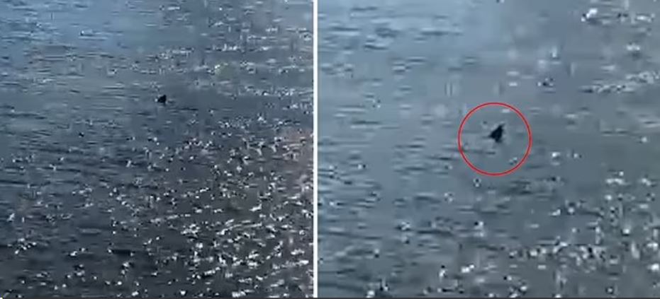 Λονδίνο: Καρχαρίας κολυμπά στον Τάμεση – Τι λένε οι ειδικοί