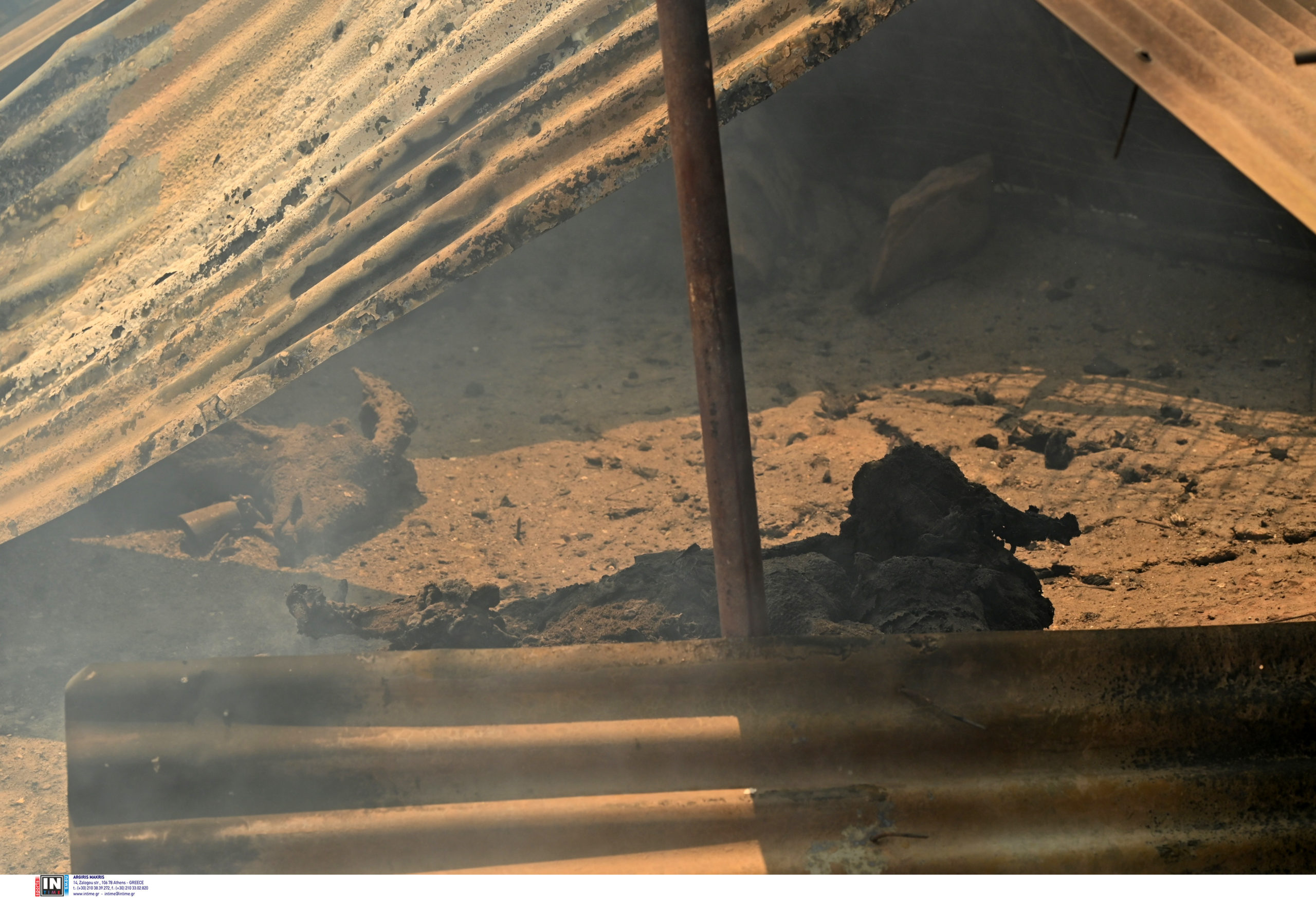 Απανθρακωμένο ζώο