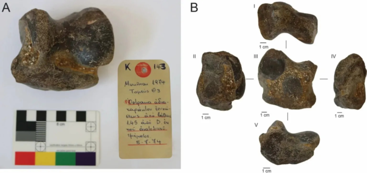 Το ανακαλυφθέν απολίθωμα αστραγάλου από τις Μυκήνες, (Α) οπίσθια άποψη με ανασκαφική ταμπέλα, και (Β) από διάφορες πλευρές. Φωτογραφία: Jacqueline S. Meier