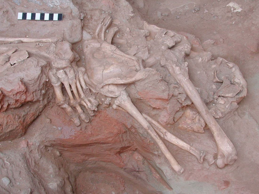 Οι σκελετοί ήταν των ηττημένων Λυδών στρατιωτών, επειδή βρέθηκαν πεταμένοι, άταφοι και χωρίς τελετή - και όχι των νικητών Περσών. Φωτογραφία: DHA