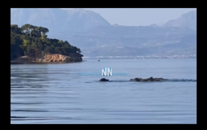 Βίντεο: Αγριογούρουνα απολαμβάνουν το μπάνιο τους στα Τριζόνια