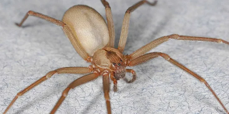 Καφέ Αράχνη Ερημίτης