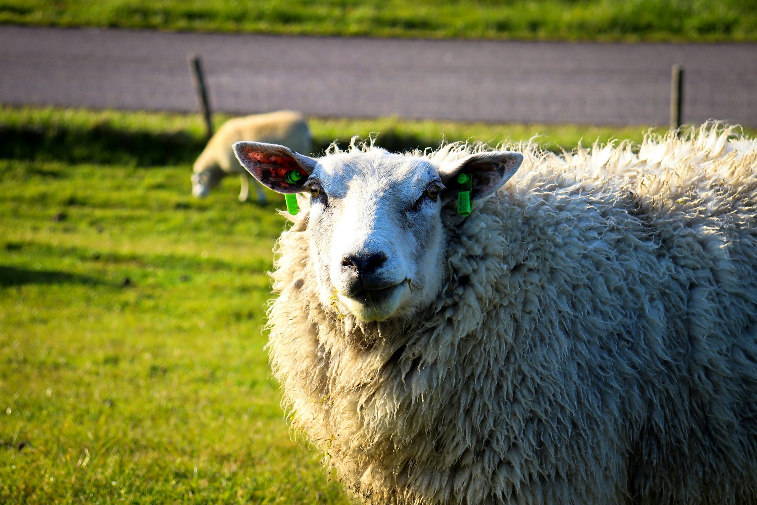 Πανώλη αιγοπροβάτων: Στα 35 τα κρούσματα, 13.000 ζώα έχουν θανατωθεί – Σε απόγνωση οι κτηνοτρόφοι