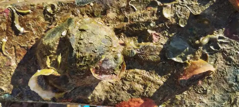 Το ρύγχος είναι καλυμμένο με θαλάσσια οργανική ύλη που κάνει αδύνατη την αναγνώριση των επιγραφών στην επιφάνειά του. Φωτογραφία: Διεύθυνση Θαλάσσιας Διαχείρισης Ιταλίας