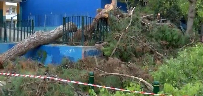 Κακοκαιρία στην Αττική: Έπεσε δέντρο σε αυλή σχολείου στο Περιστέρι λόγω της ισχυρής καταιγίδας – ΒΙΝΤΕΟ