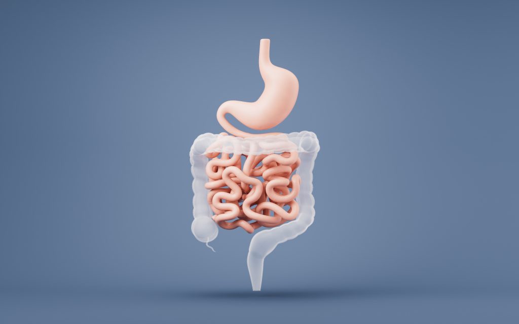 Digestive system