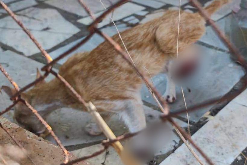 Φρίκη στη Χαλκιδική: Γατάκι βρέθηκε με ακρωτηριασμένα τα δύο πόδια του