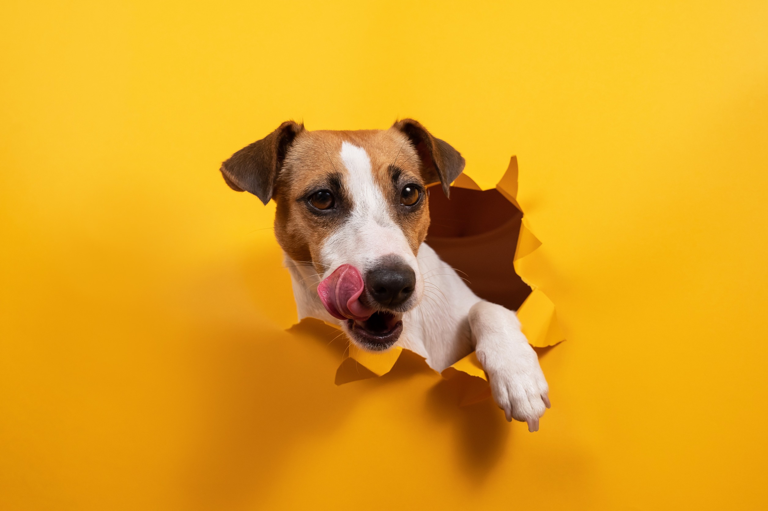 Δαγκώματα σκύλων: Πώς να τα προλάβετε και πώς αντιμετωπίζονται, σύμφωνα με το Χάρβαρντ