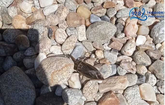 Ικαρία: Λιθόκερος εντοπίστηκε σε παραλία – Ποιο είναι το σπάνιο δηλητηριώδες έντομο που μοιάζει με κατσαρίδα