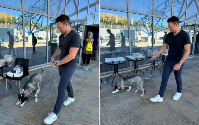 Στη δομή φιλοξενίας κατοικίδιων ζώων Στέφανος Κασσελάκης