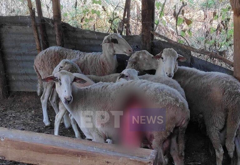 Καστοριά: Φονική «εισβολή» αρκούδων σε μαντρί – Κατασπάραξαν 8 πρόβατα και προκάλεσαν τεράστιες ζημιές