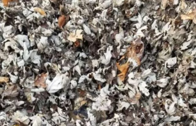 Οπτική ψευδαίσθηση