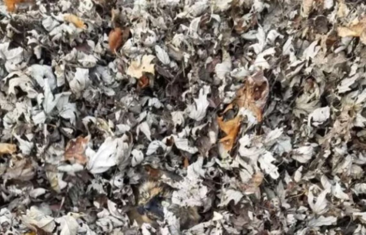 Οπτική ψευδαίσθηση