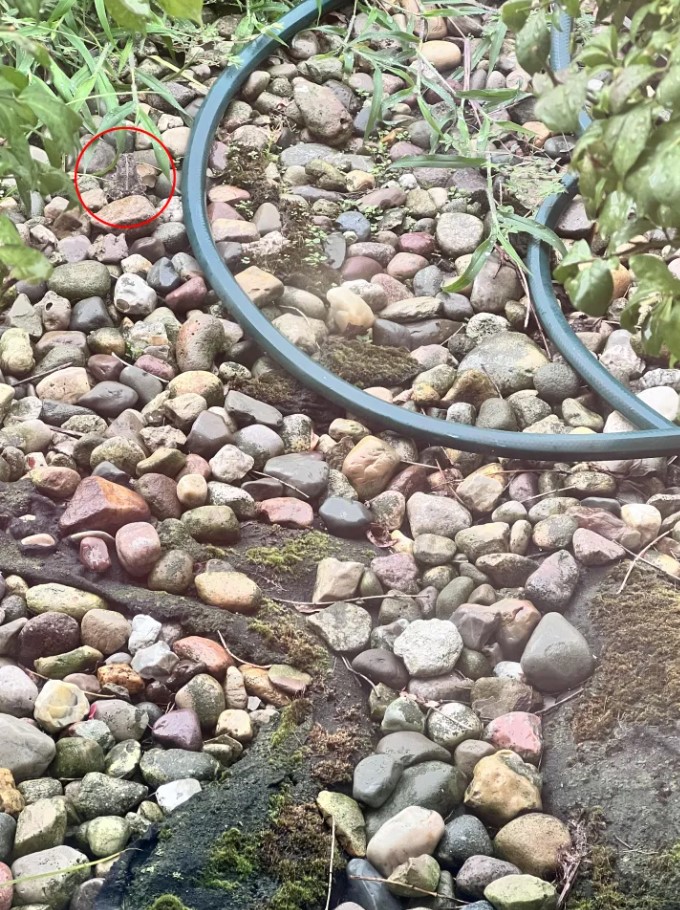 Οπτική ψευδαίσθηση