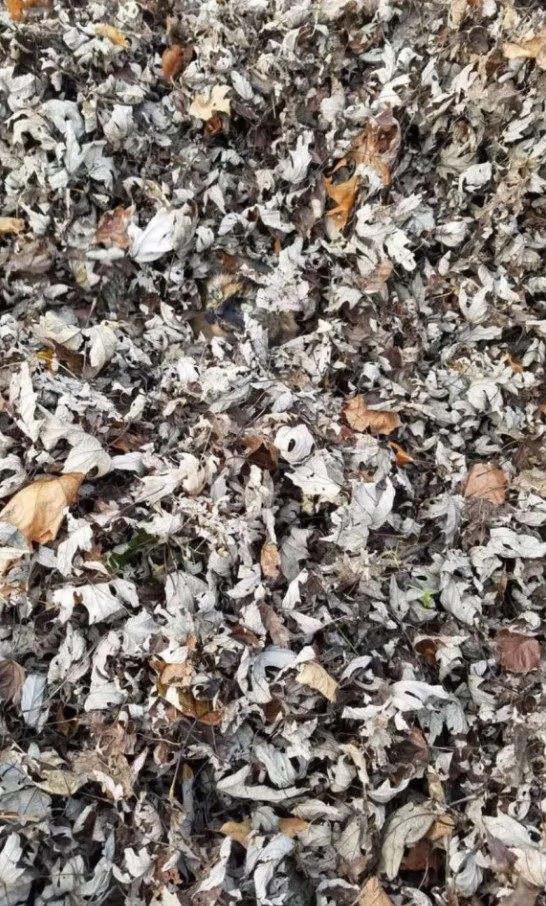 Οπτική ψευδαίσθηση