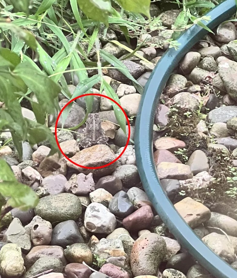 Οπτική ψευδαίσθηση