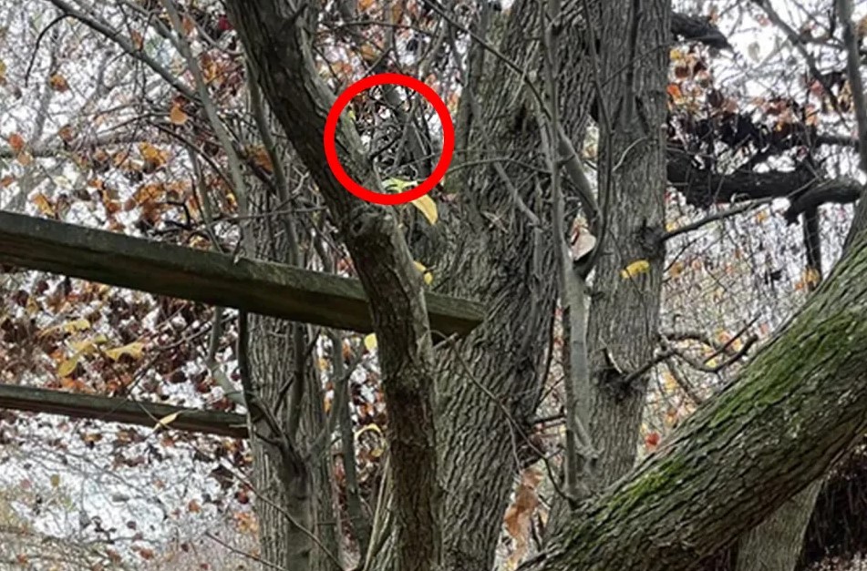 Οπτική ψευδαίσθηση