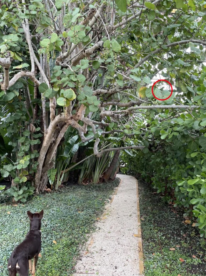 Οπτική ψευδαίσθηση