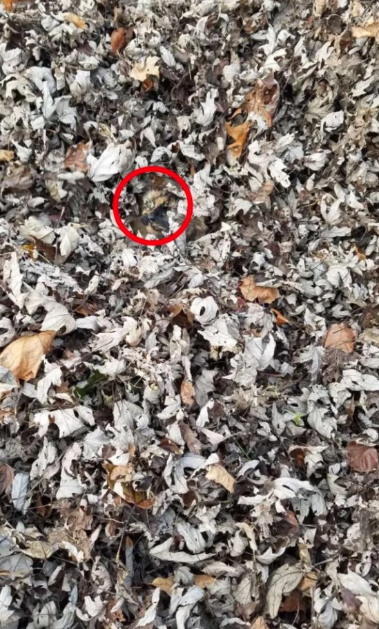 Οπτική ψευδαίσθηση