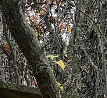 Οπτική ψευδαίσθηση