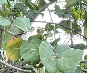 Οπτική ψευδαίσθηση