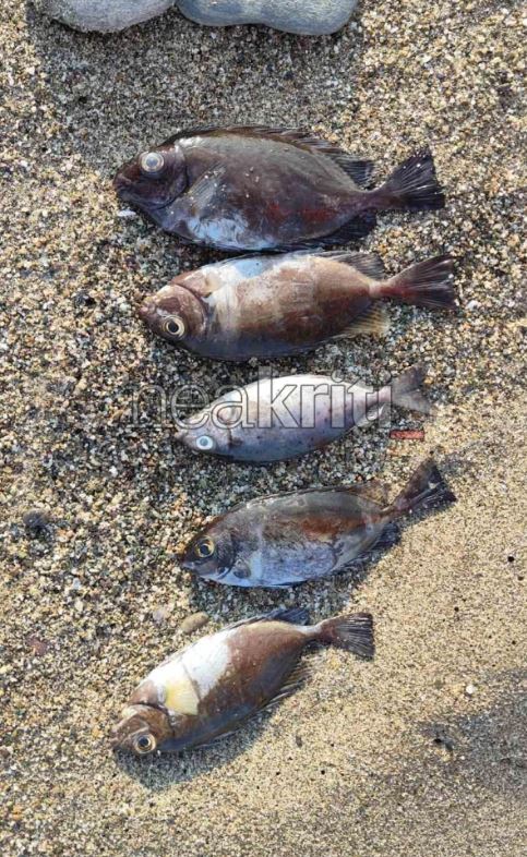 ΨΑΡΙΑ ΝΕΚΡΑ