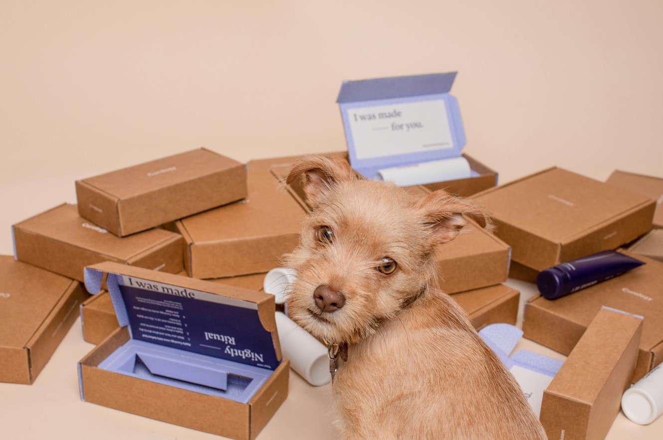 κουτί σκύλος