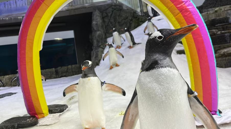 Πέθανε ο Σφεν, ο διάσημος ομοφυλόφιλος πιγκουίνος – O σύντροφός του τον αποχαιρέτησε τραγουδώντας