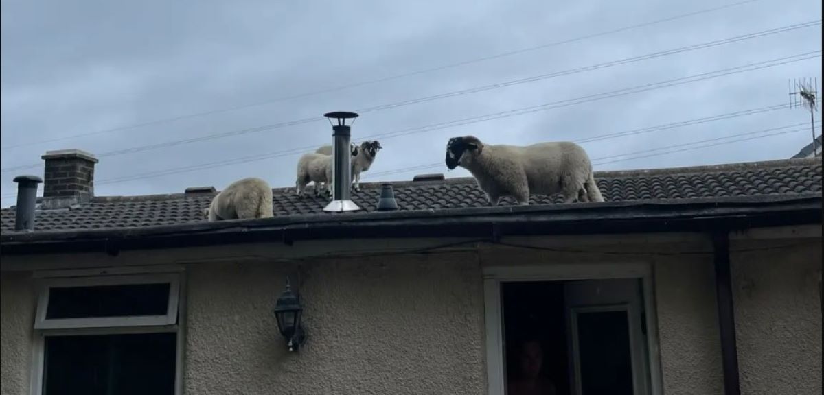 Γυναίκα βρήκε πρόβατα στην στέγη του σπιτιού της – Νόμιζε ότι είχαν μπει ληστές