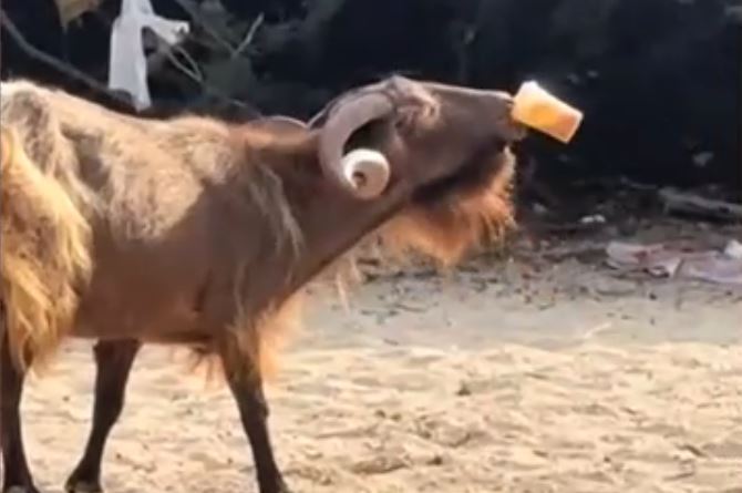 Βίντεο: Τράγος έκλεψε… freddo espresso από παραλία στα Σύβοτα και έγινε viral