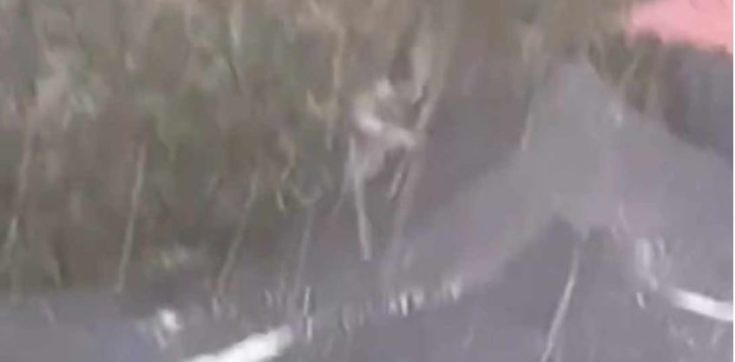 ΧΑΛΑΖΙ ΚΟΖΑΝΗ