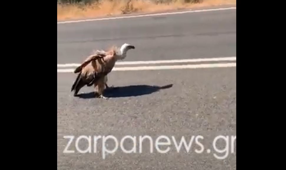 Χανιά: Εξαντλημένος γύπας προσγειώθηκε σε δρόμο – Τον παρέδωσαν στο Δασαρχείο – ΒΙΝΤΕΟ