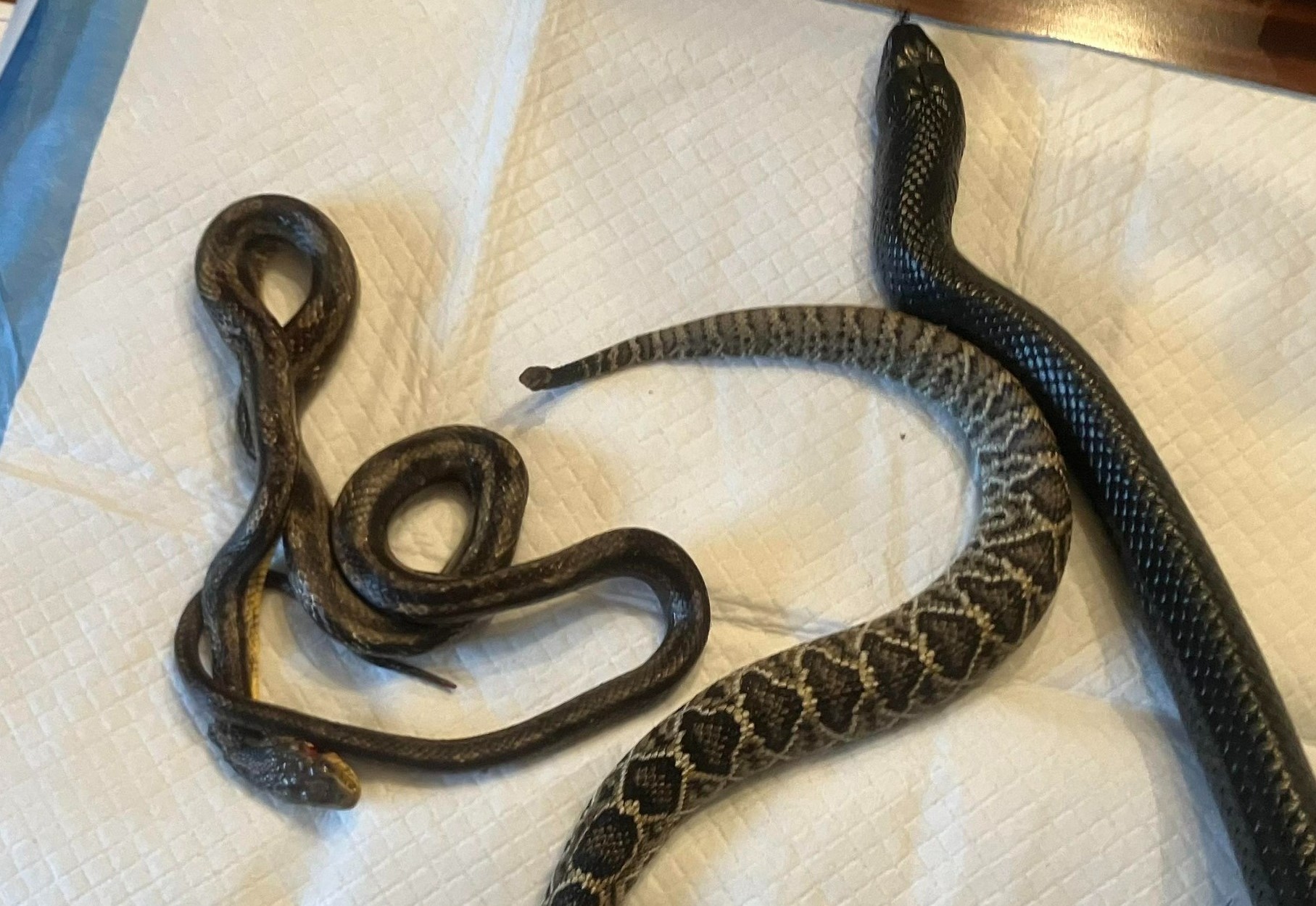 Είδε ένα φίδι που είχε κάνει εμετό και ανατρίχιασε – Από το στομάχι βγήκαν… δύο άλλα φίδια και το ένα ήταν ζωντανό