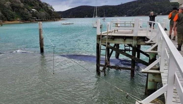 ΦΑΛΑΙΝΙΤΣΑ