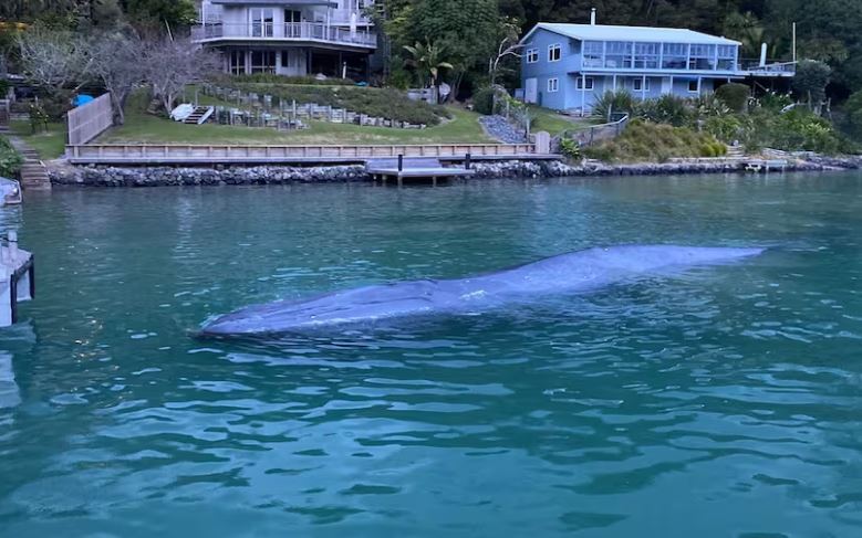 ΦΑΛΑΙΝΙΤΣΑ