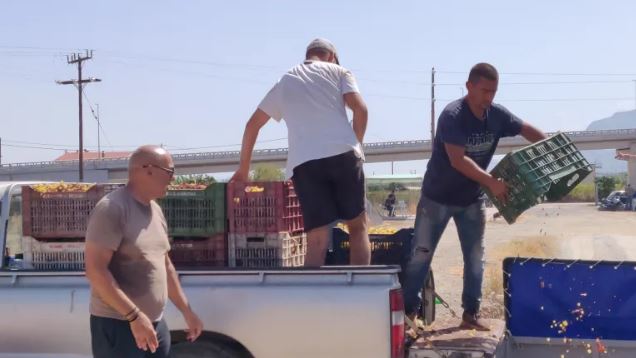 Κορινθία: Σε απόγνωση οι αγρότες στο Ζευγολατιό – Καταγγέλλουν ότι τους κλέβουν την παραγωγή της σουλτανίνας