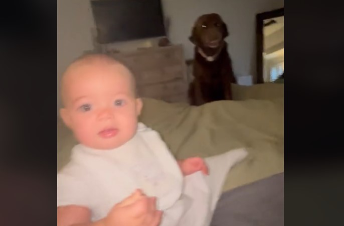 μωρο σκυλος