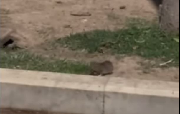 Πλατεία Συντάγματος: Αρουραίος έκανε την νυχτερινή του βόλτα – ΒΙΝΤΕΟ