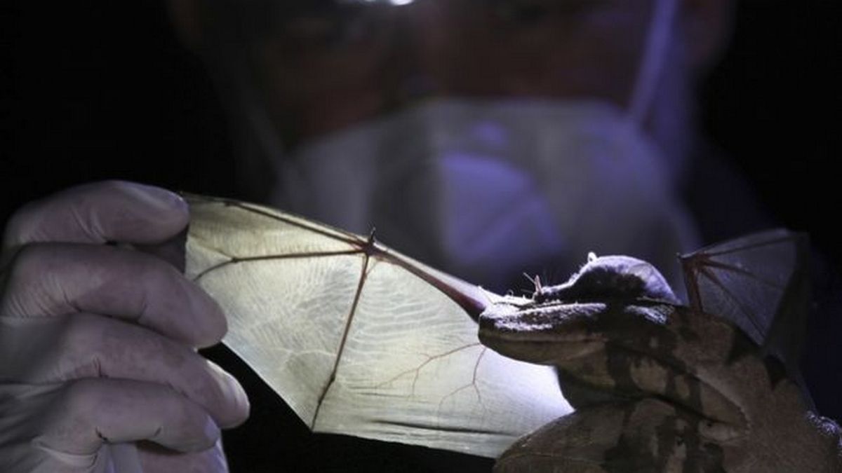 ΗΠΑ: Σπάνια περίπτωση θανάτου από λύσσα στη Μινεσότα – Το θύμα είχε έρθει σε επαφή με νυχτερίδα