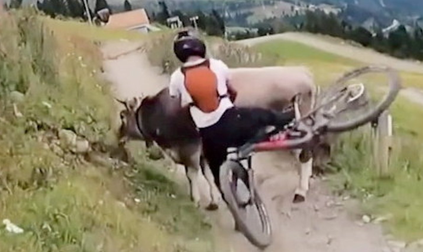 Βίντεο: Η στιγμή που ποδηλάτης πέφτει πάνω σε αγελάδα