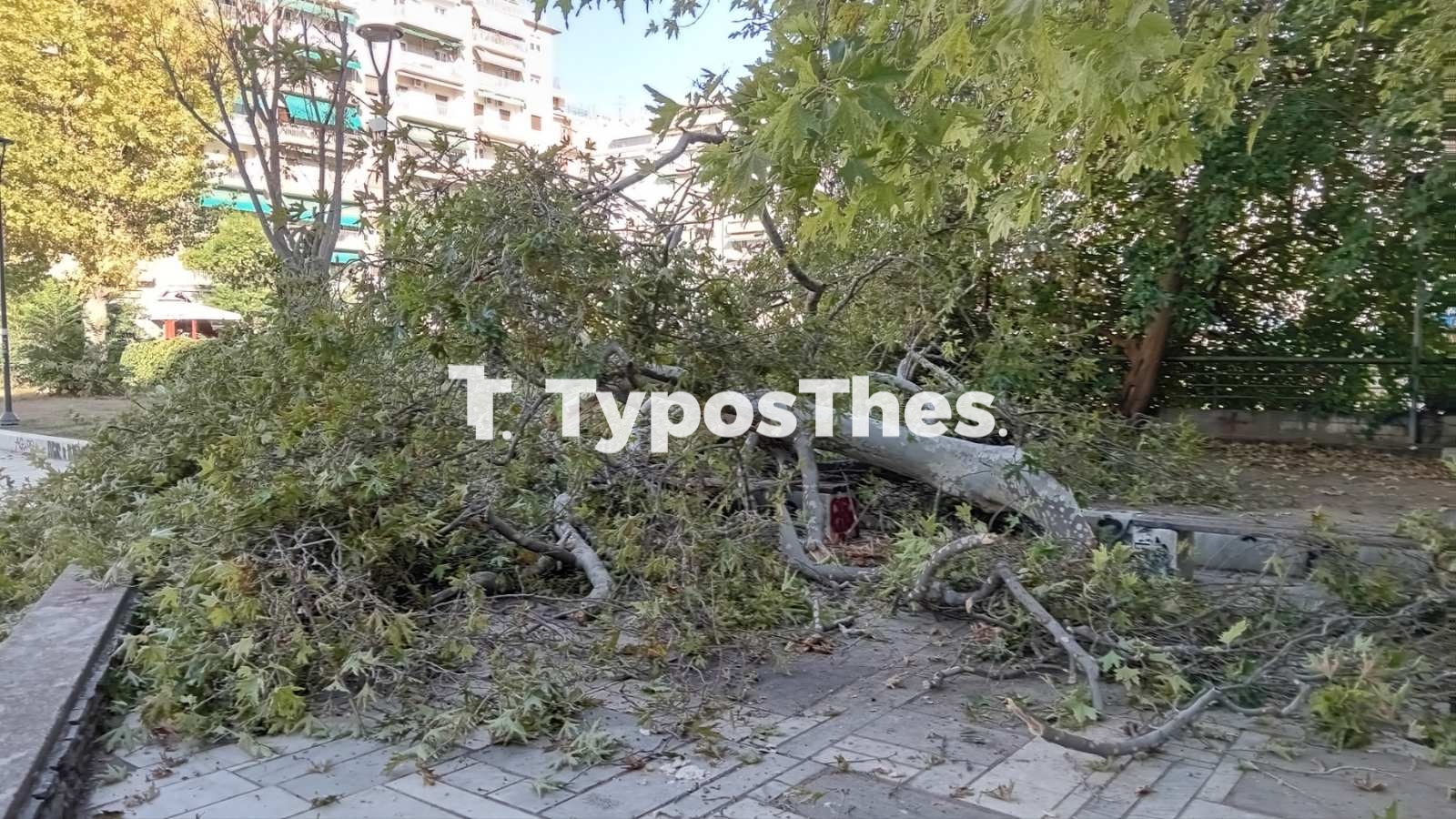 Θεσσαλονίκη: Δέντρο έπεσε πάνω σε άνδρα που καθόταν σε παγκάκι στην πλατεία Ναυαρίνου – ΦΩΤΟ και ΒΙΝΤΕΟ