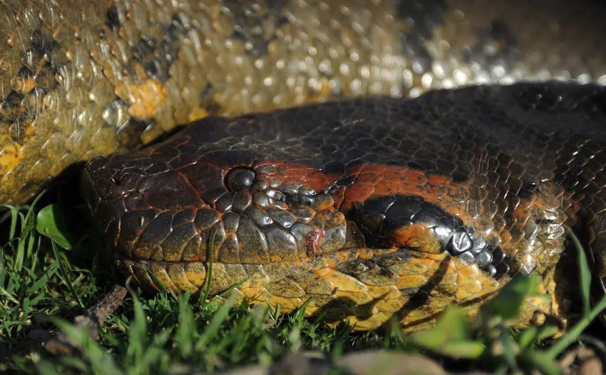 φίδι ανακόντα