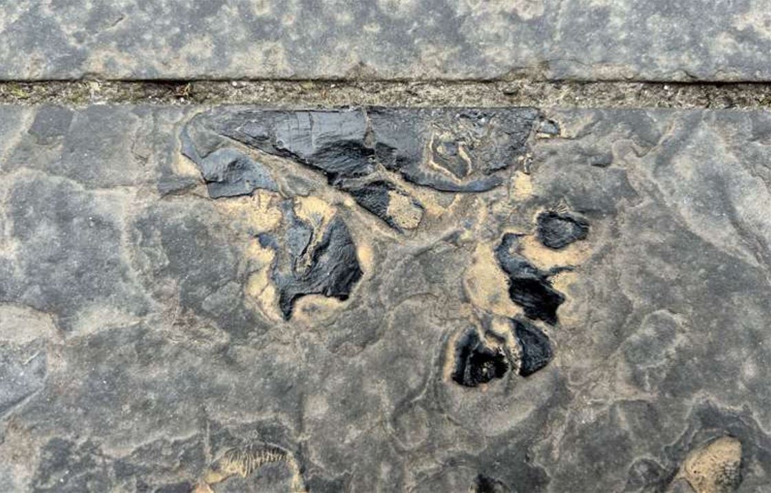 Τα μαύρα εξογκώματα είναι πιθανόν, τα θραύσματα από οστά των ψαριών της Δεβόνιας περιόδου. Φωτογραφία: The Inverness Courier