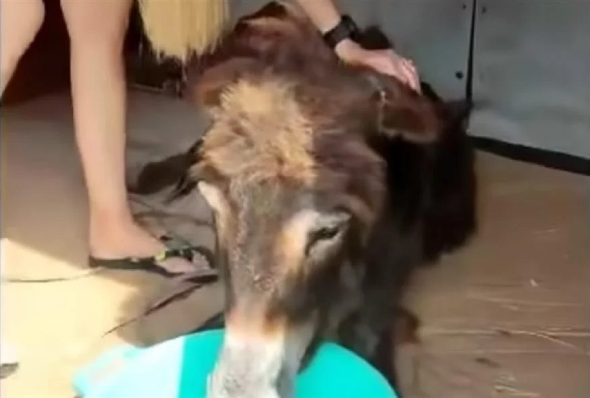 Καλαμάτα: Εγκατέλειψαν υποσιτισμένο γαϊδουράκι – Διασώθηκε από εθελοντές